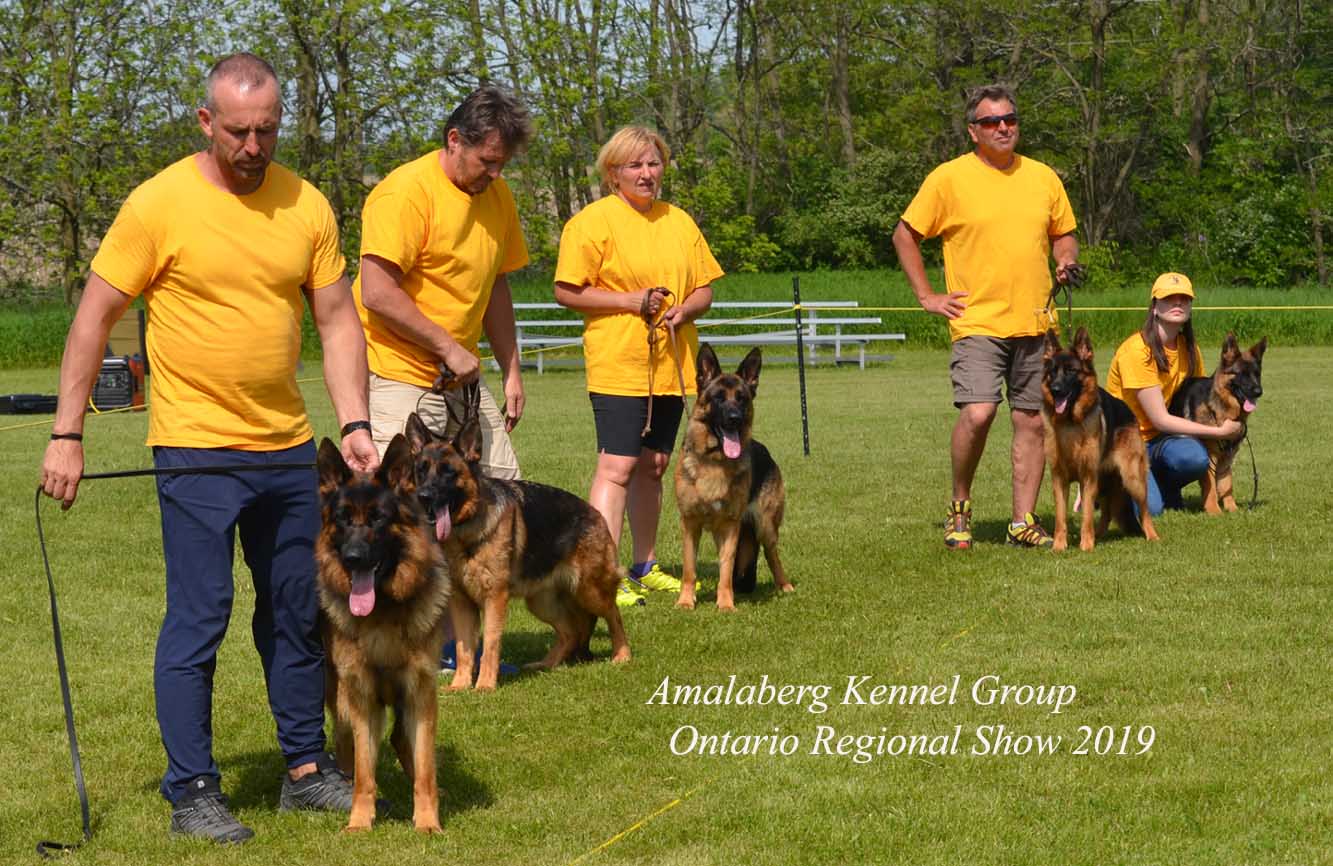 Amalaberg kennels hot sale